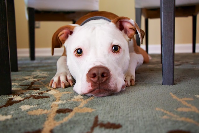 Understanding Pitbull Skin Sensitivities