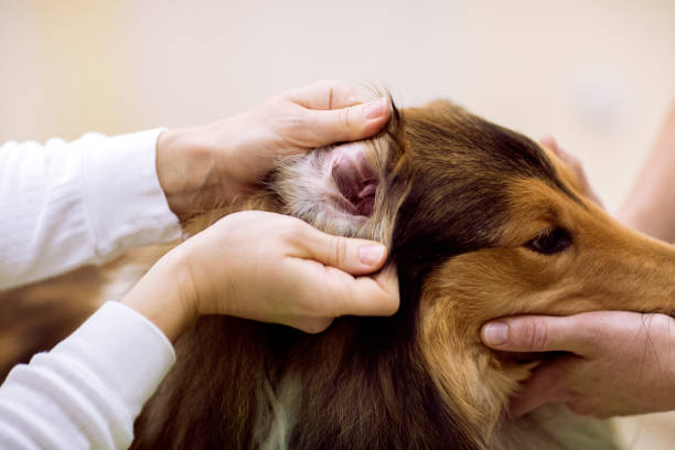 Common Eye and Ear Conditions in Pets