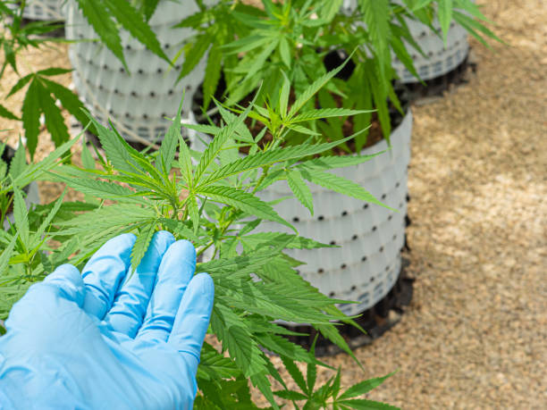 Effective Approaches in Marijuana Treatment