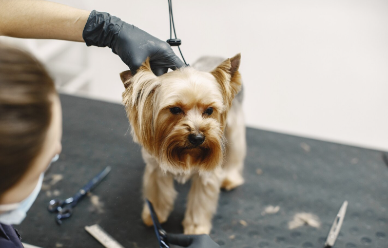 New Dog Groomer Should Know Before Opening a Salon