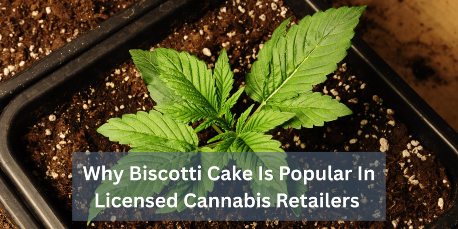 Why Biscotti Cake Is Popular In Licensed Cannabis Retailers