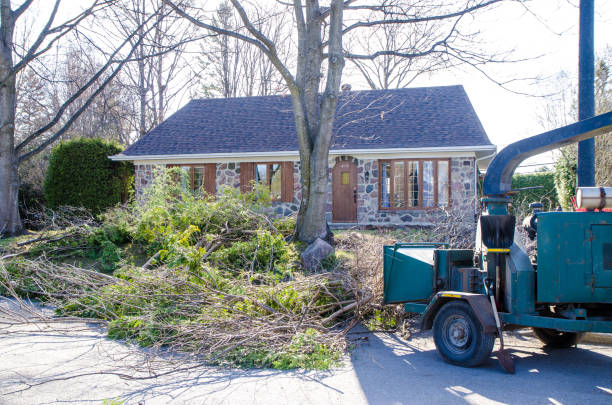 Safe and sustainable tree removal tips